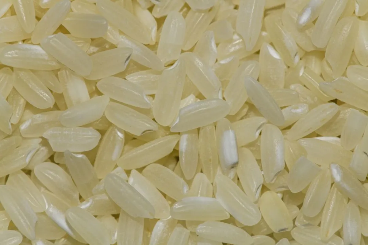 rice grains